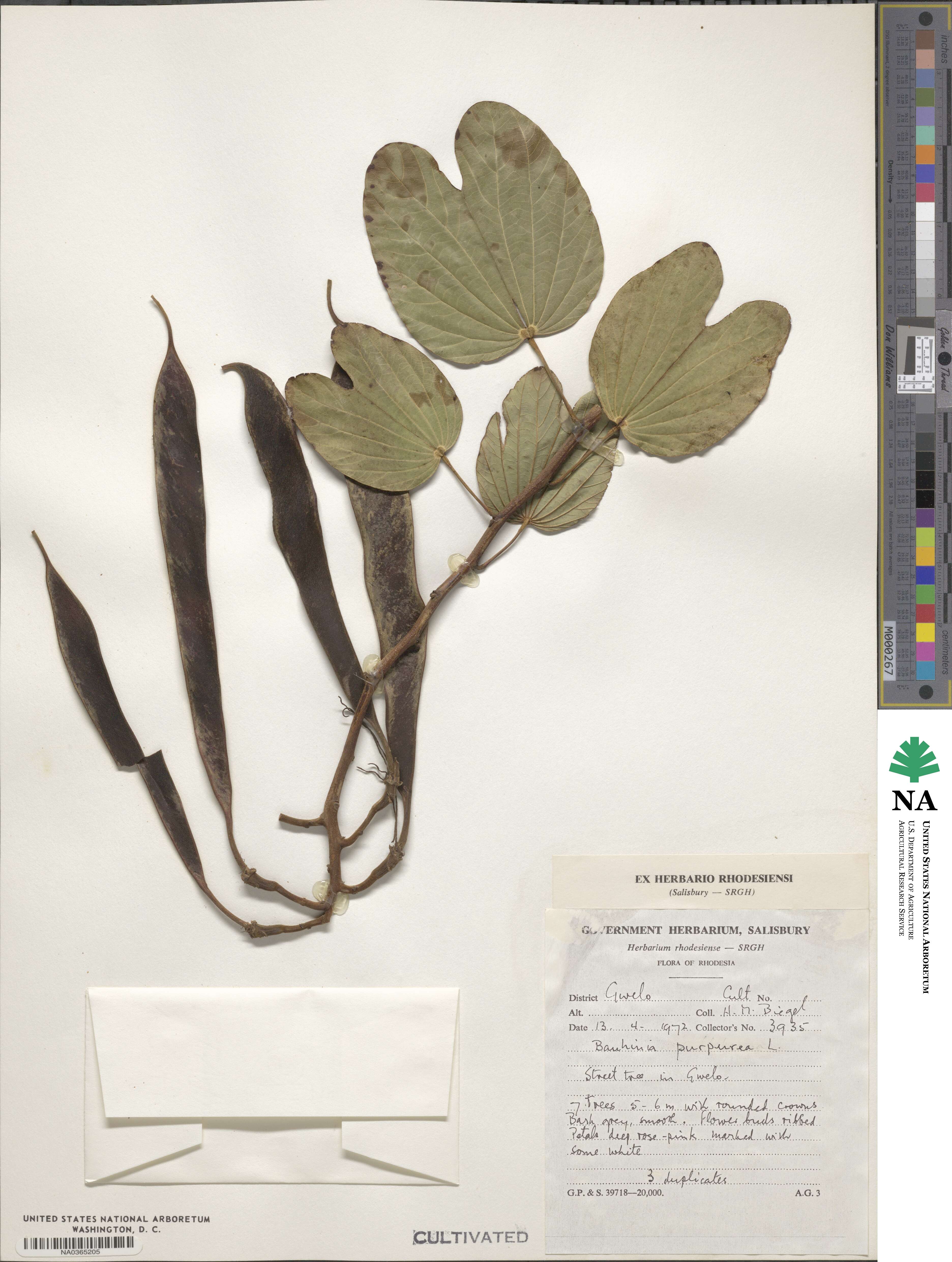 Bauhinia image