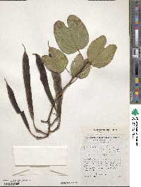 Bauhinia purpurea image