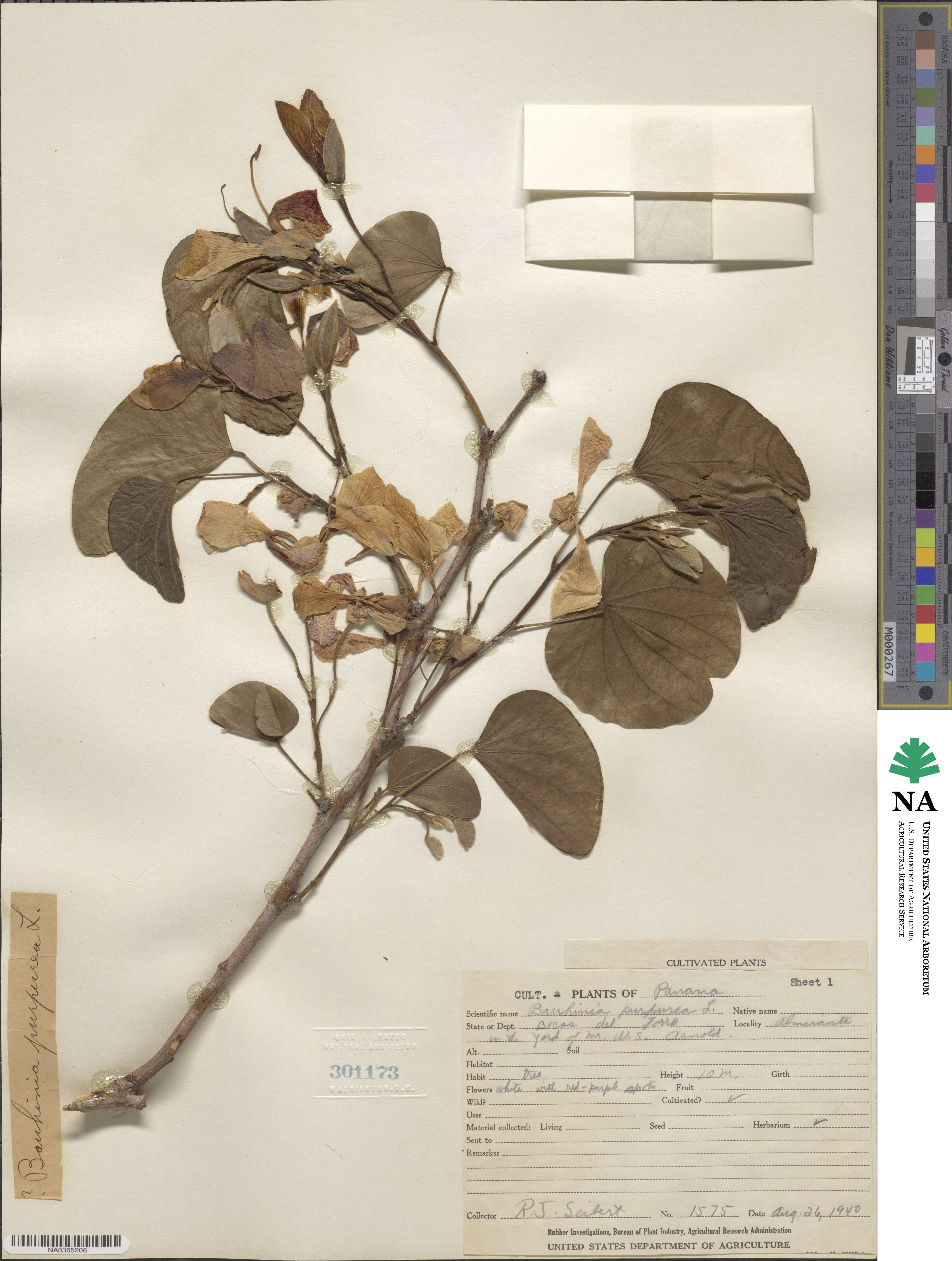 Bauhinia purpurea image