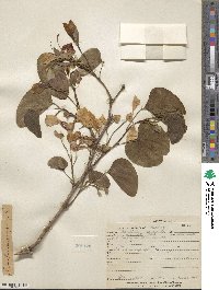 Bauhinia purpurea image