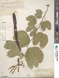 Bauhinia purpurea image