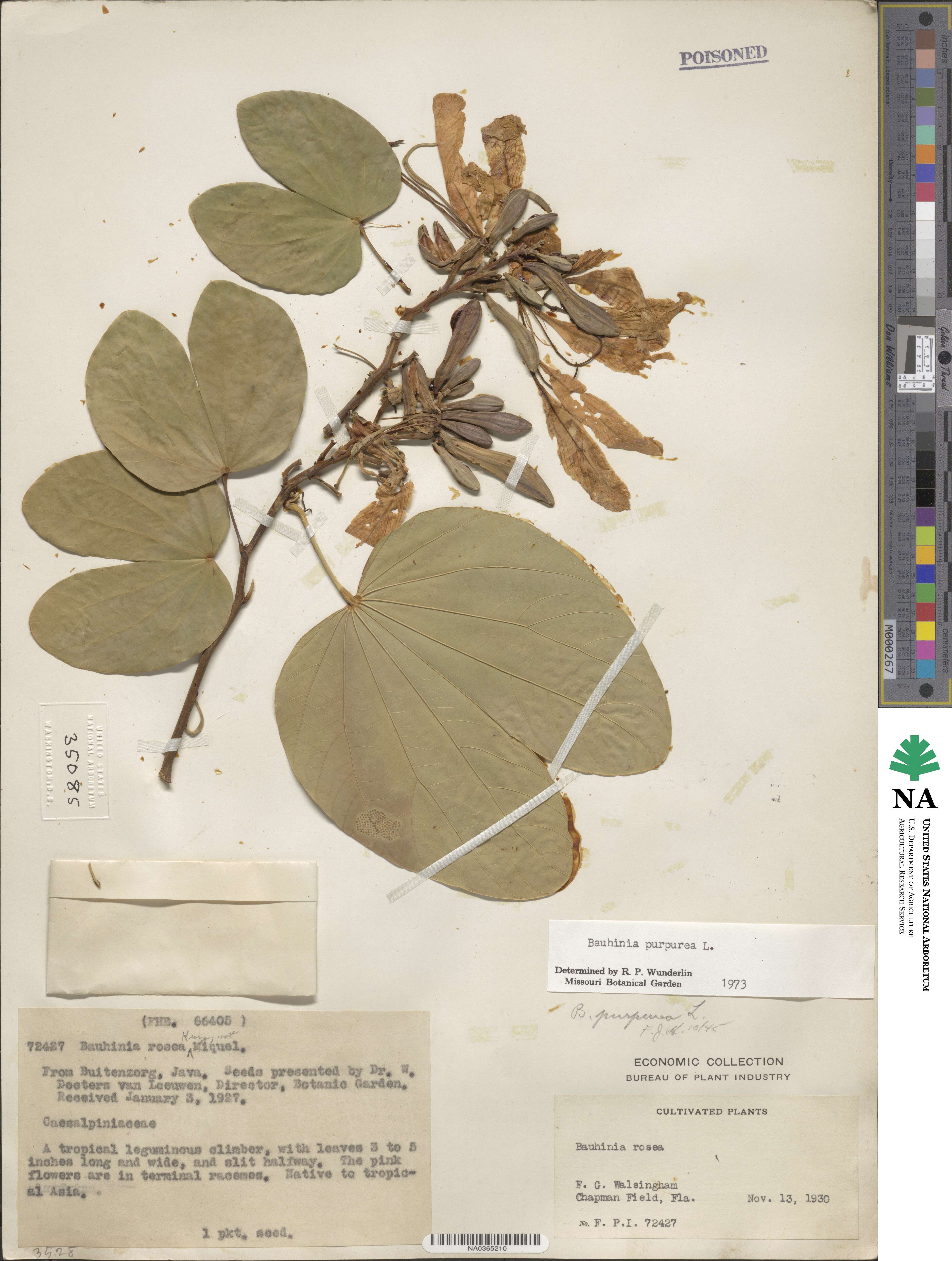 Bauhinia purpurea image