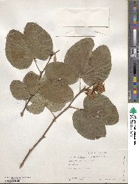 Bauhinia purpurea image