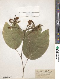 Bauhinia purpurea image