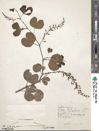 Bauhinia racemosa image