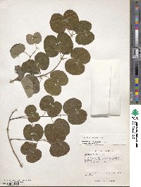 Image of Bauhinia racemosa