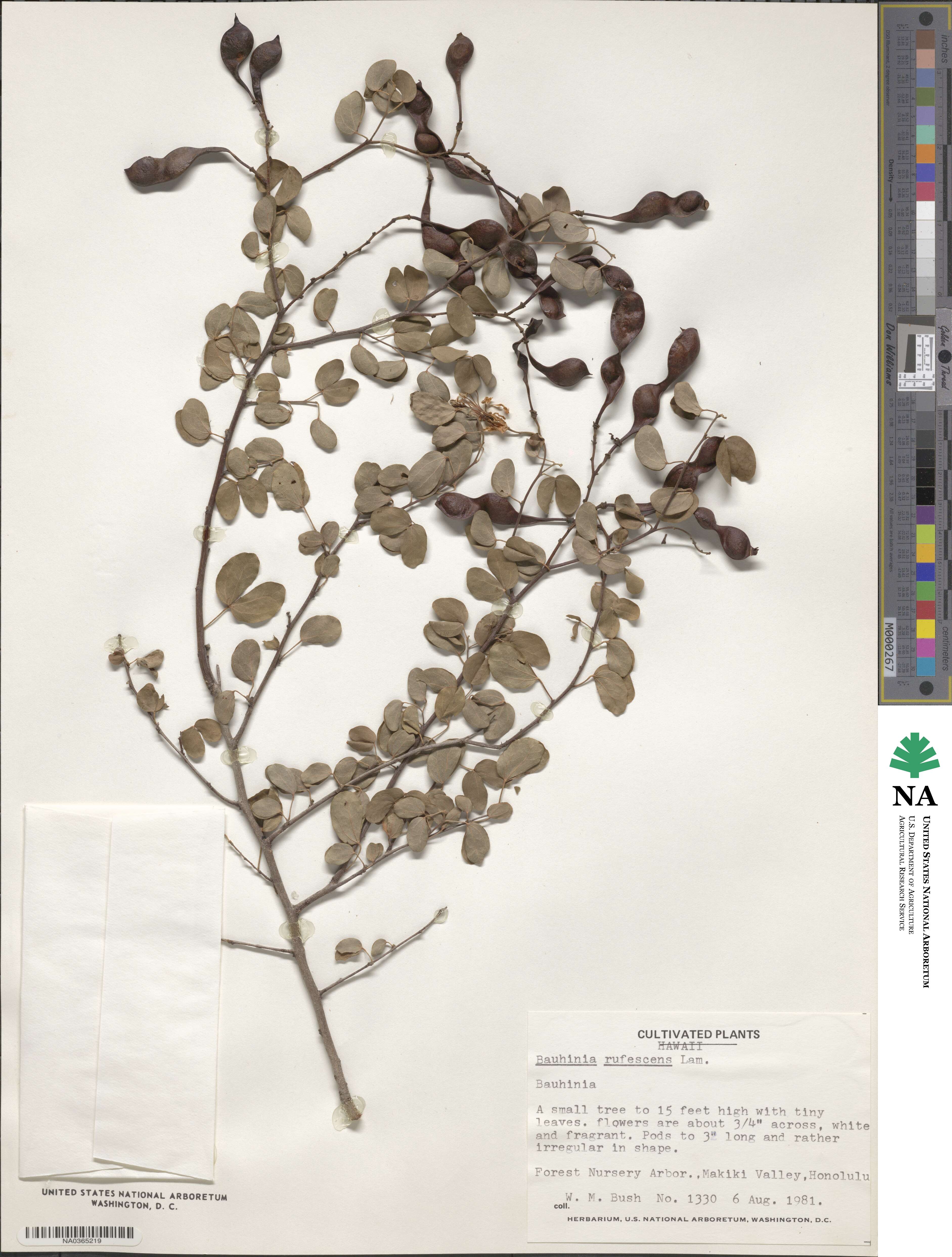 Bauhinia rufescens image