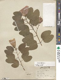 Bauhinia tomentosa image