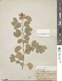 Bauhinia tomentosa image