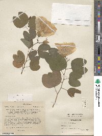 Bauhinia tomentosa image