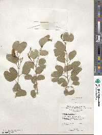 Bauhinia tomentosa image