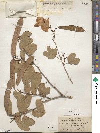 Bauhinia tomentosa image