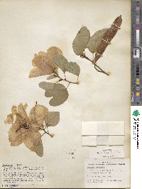 Bauhinia tomentosa image