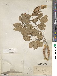 Bauhinia tomentosa image