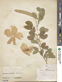 Bauhinia tomentosa image