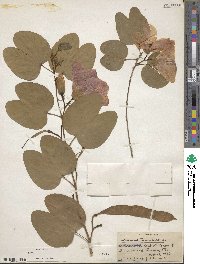 Bauhinia tomentosa image