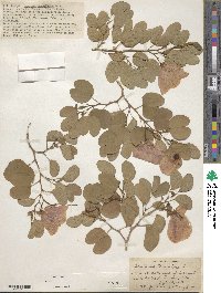 Bauhinia tomentosa image