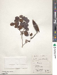 Bauhinia tomentosa image