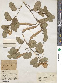 Bauhinia tomentosa image