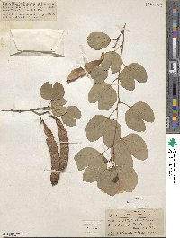 Bauhinia tomentosa image