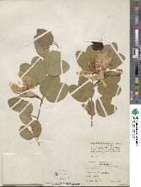 Bauhinia tomentosa image