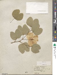 Bauhinia tomentosa image