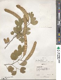 Bauhinia tomentosa image