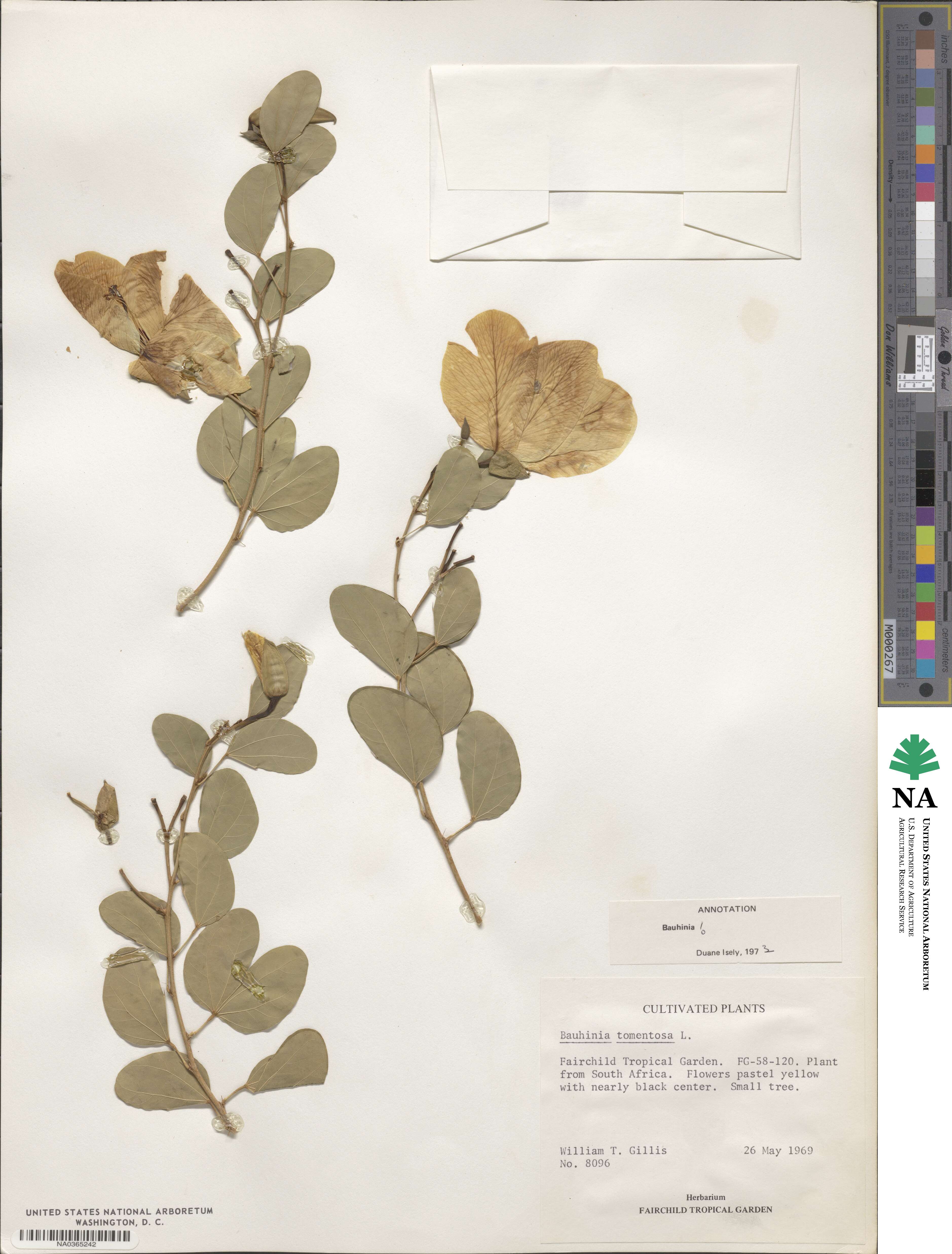 Bauhinia tomentosa image