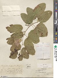 Bauhinia tomentosa image