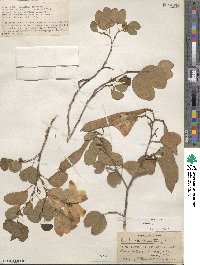 Bauhinia tomentosa image