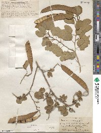 Bauhinia tomentosa image