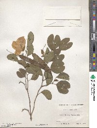 Bauhinia tomentosa image