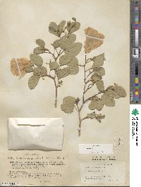 Bauhinia tomentosa image