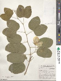 Bauhinia tomentosa image