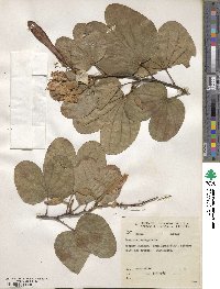 Bauhinia variegata image