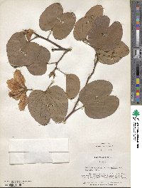 Bauhinia variegata image