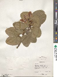 Bauhinia variegata image