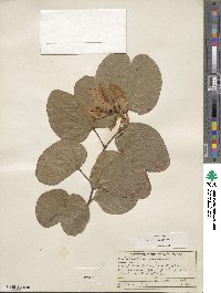 Bauhinia variegata image