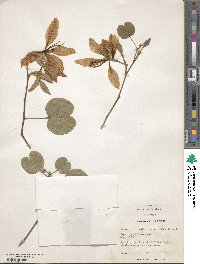 Bauhinia variegata image