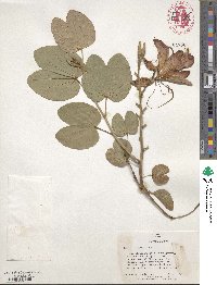 Bauhinia variegata image