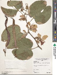 Bauhinia variegata image