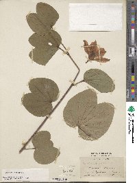 Bauhinia variegata image