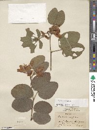 Bauhinia variegata image