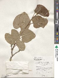 Bauhinia variegata image