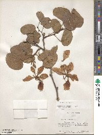 Bauhinia variegata image