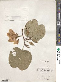 Bauhinia variegata image