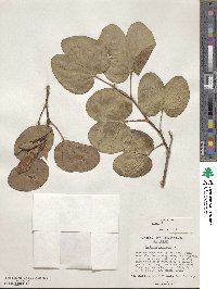 Bauhinia variegata image