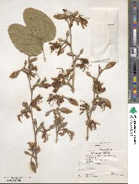 Bauhinia variegata image