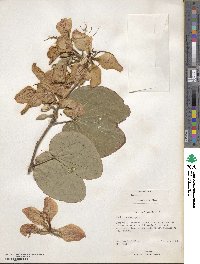 Bauhinia variegata image