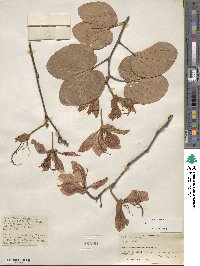 Bauhinia variegata image